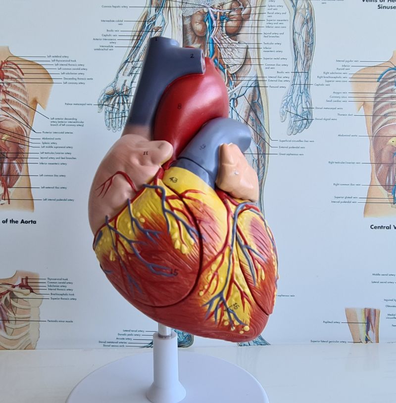 Heart Failure Management in Nashik